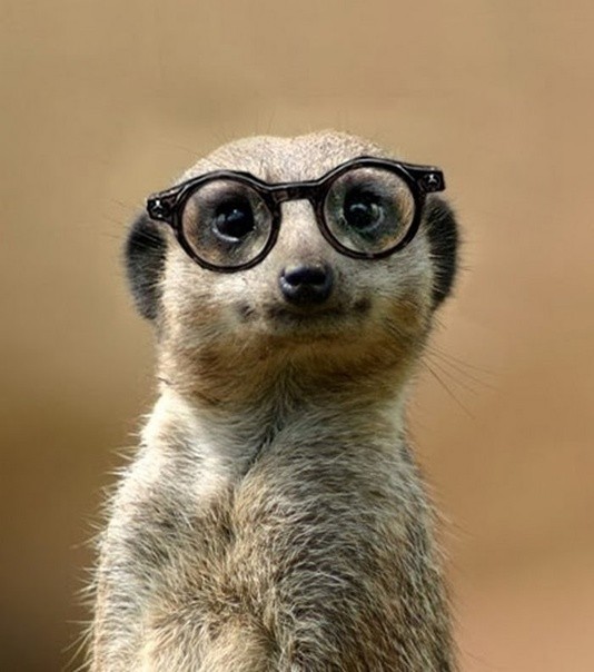 Create meme: meerkat , A gopher with glasses, meerkat funny