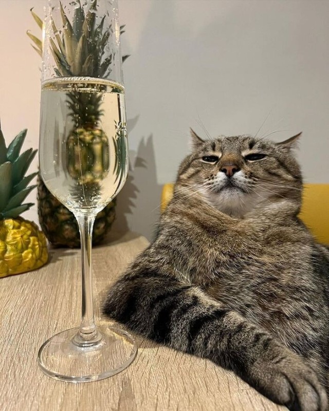 Создать мем: кот степан с вином, кошка, кот с вином