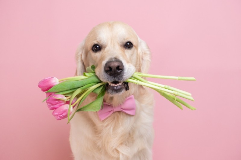 Create meme: Since March 8, the retriever, dog with a bouquet, dog 