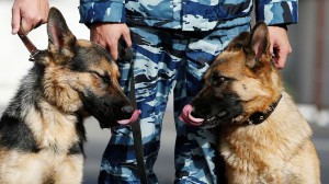 Создать мем: полицейская собака, овчарка, служебные собаки на страже