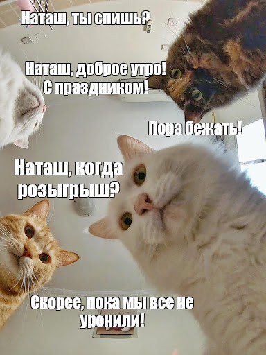 Наташа Ты Спишь Коты Картинки