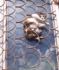 Создать мем: мяуканье кота, кошка застряла в пластиковом окне, фото кот застрял