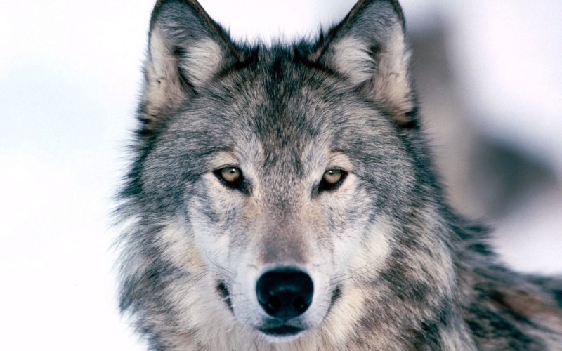 Create meme: beautiful wolf, grey wolf , wolf 