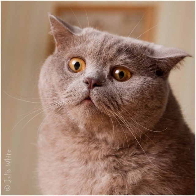 Create meme: british shorthair cat, surprised british cat, harmful cat