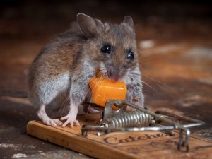 Create meme: mouse, the mouse is, rodents