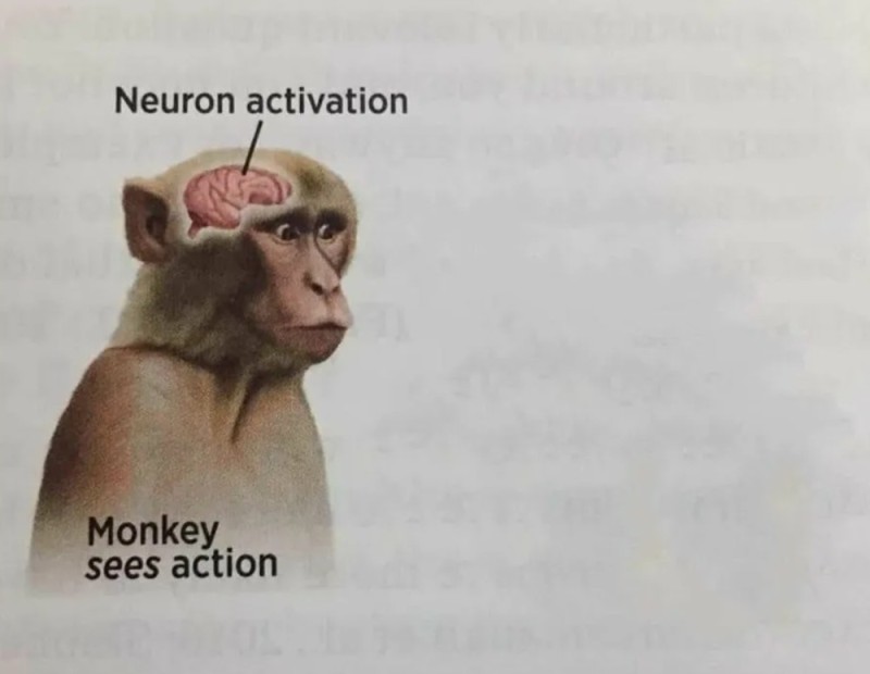 Create meme: neutron activation monkey, neuron activation monkey sees action, monkey 