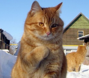 Создать мем: котик мем, это я наглая рыжая морда, кошка рыжая