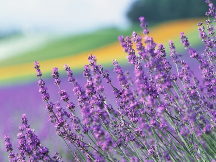 Create meme: lavender field, lavender , lavender mountain lavender