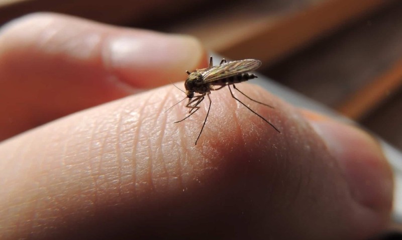 Create meme: the mosquito , blood-sucking insects of the Moscow region, Anopheles mosquito