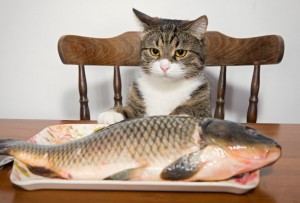Create meme: the cat eats the fish, fish, cat with fish