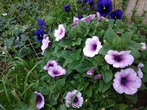 Create meme: picote many-flowered Petunia, Petunia sweet pleasure lavender vein, Petunia supertunia parpl