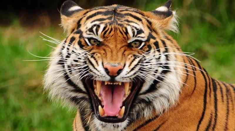 Create meme: tiger grin , tiger large, tiger full face