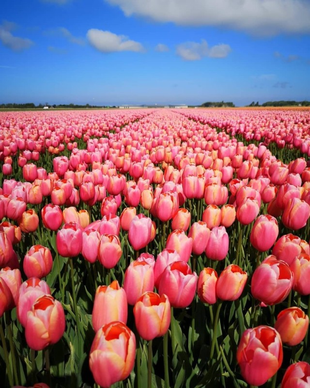 Create meme: tulips , field of tulips, tulips of the field