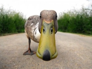 Create meme: duck, funny duck, duck funny