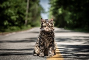 Создать мем: кладбище домашних животных фильм 2019, кот под дождем, кладбище домашних животных 2019 чёрч