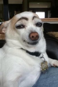 Create meme: funny dog with eyebrows, a dog with painted eyebrows, dog with eyebrows