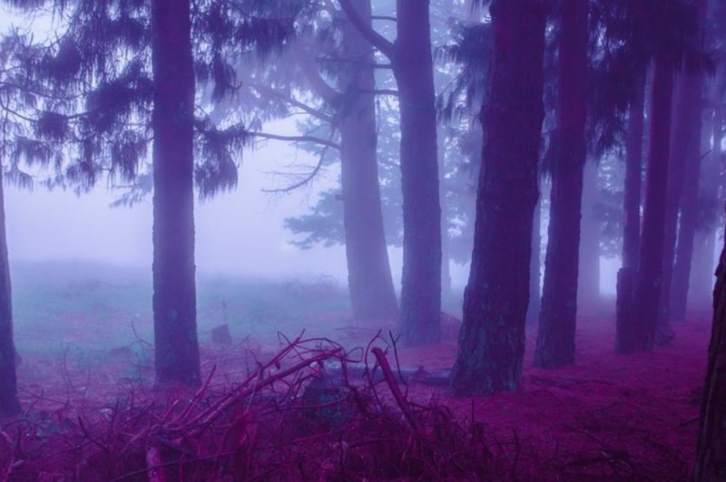 Создать мем: туман в лесу, фиолетовый туман, лес фиолетовый