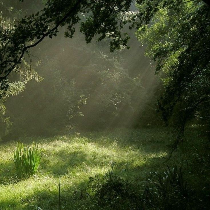 Create meme: summer morning in the forest, morning in the forest, mysterious landscapes