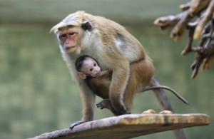 Создать мем: берлинский зоопарк, macaca, в зоопарке