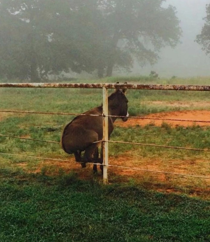 Create meme: the donkey is sitting, donkey , funny animals 