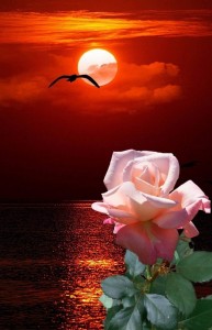 Create meme: flowers sunset