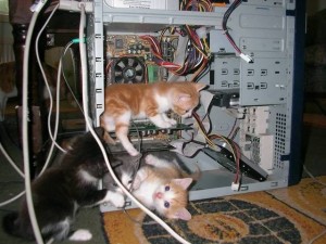 Создать мем: a computer, глупая кошка, kitten