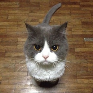 Create meme: Grumpy Cat, crazy cat, cat
