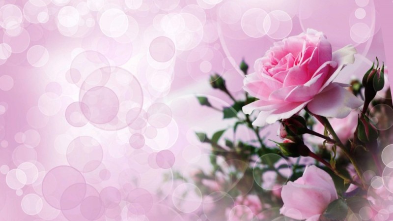 Create meme: flowers background, beautiful background for a postcard, greeting card background