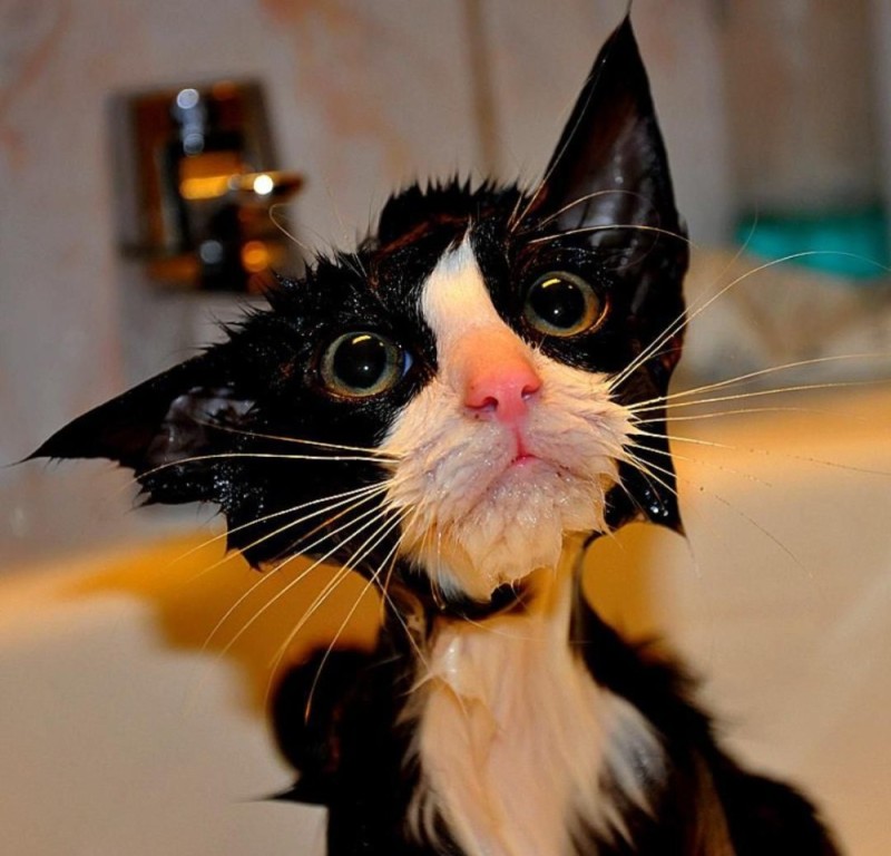 Create meme: hilarious cats, wet cat , cat funny 
