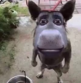Create meme: cute donkey, donkey , donkey shrek