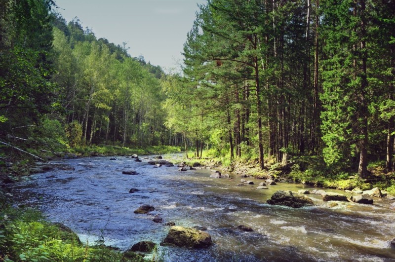 Create meme: East Siberian taiga, forest river, siberian taiga