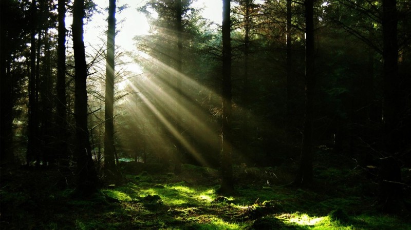 Create meme: light in the forest, nature forest , beautiful forests