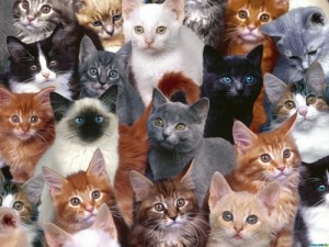 Create meme: world cat day, kitten, kedi