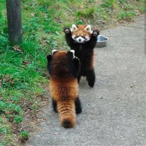 Создать мем: красная панда пугается, малая красная панда, животные красная панда