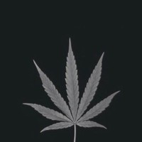 Create meme: cannabis leaf, hemp, marijuana