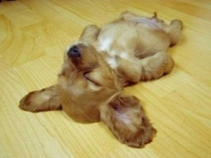 Создать мем: кокер спаниель, сонная собака, спящая собака
