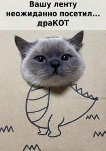 Create meme: British Shorthair, cat, cat