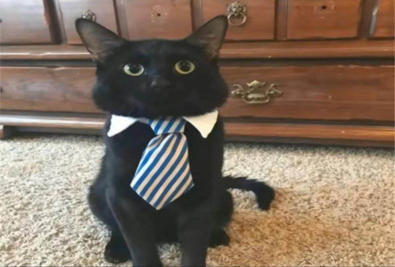 Create meme: business cat, cat costume, a cat tie