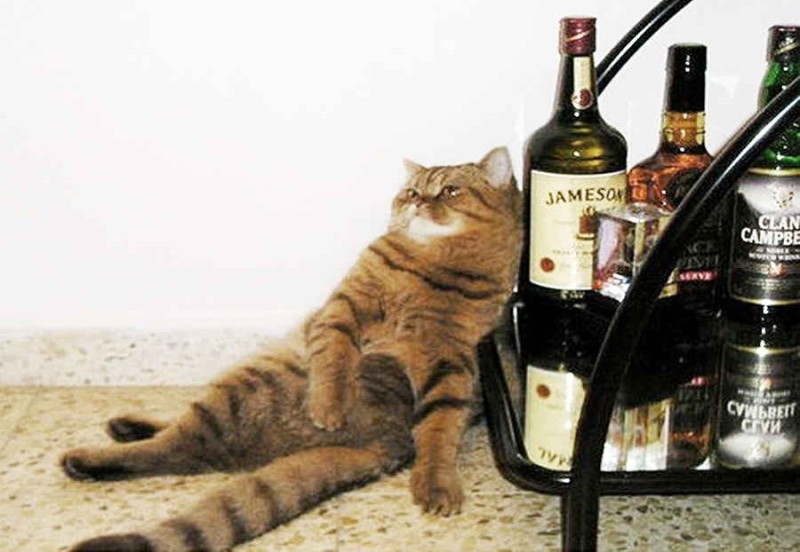 Create meme: drunk cats, drunk cat, cat with cognac