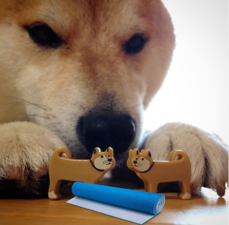 Create meme: meme dog bites, dog bites, shiba inu