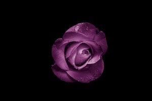 Создать мем: фиолетовая роза на темном фоне, красивые фиолетовые розы на черном фоне, лиловые розы