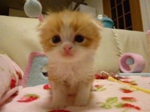 Create meme: animals cute, Persian cat, cute cats