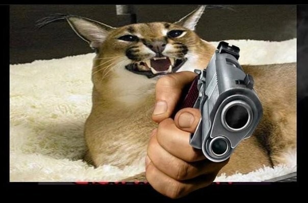 Create meme: gosh schlepp 's caracal, caracal floppa, caracal slap meme