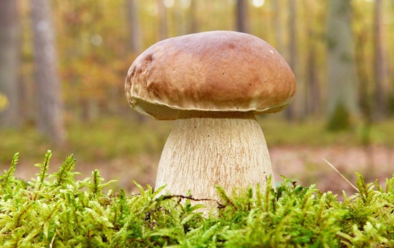 Создать мем: белый гриб, лесные грибы, грибы