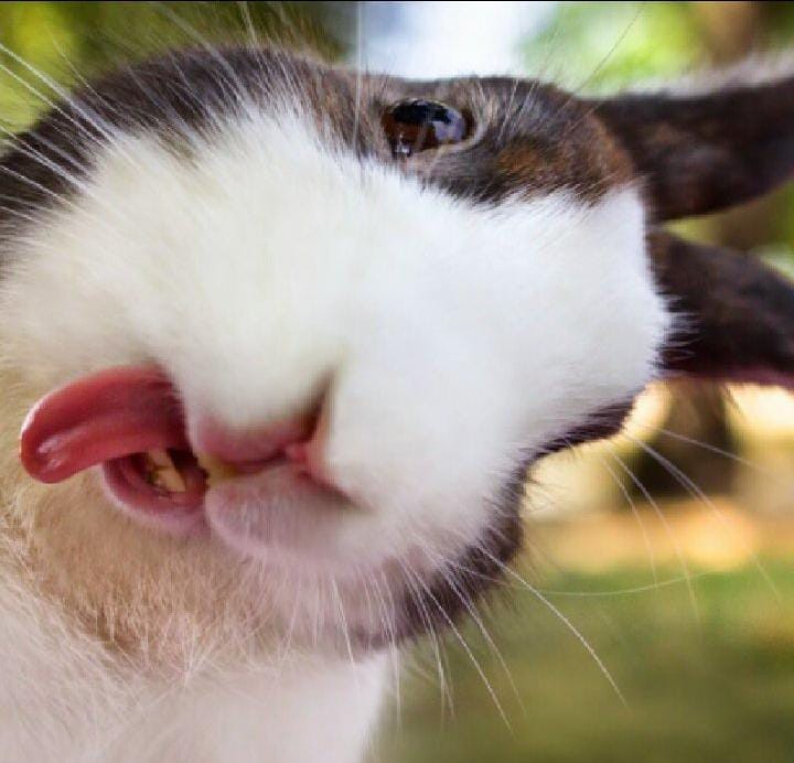 Create meme: funny rabbit, funny rabbit, the rabbit is funny