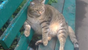Создать мем: кот, толстый кот степан, очень толстый кот