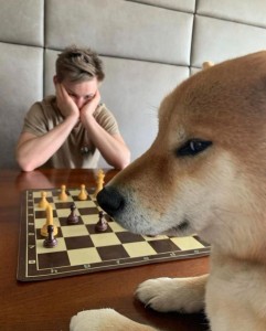 Create meme: dog Shiba inu, animals dogs, the game of chess