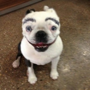 Create meme: funny dog with eyebrows, dog with eyebrows