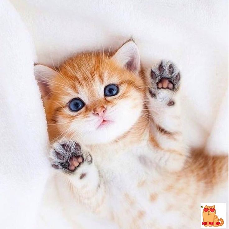 Create meme: cute paws, nyashnye seals , cat 