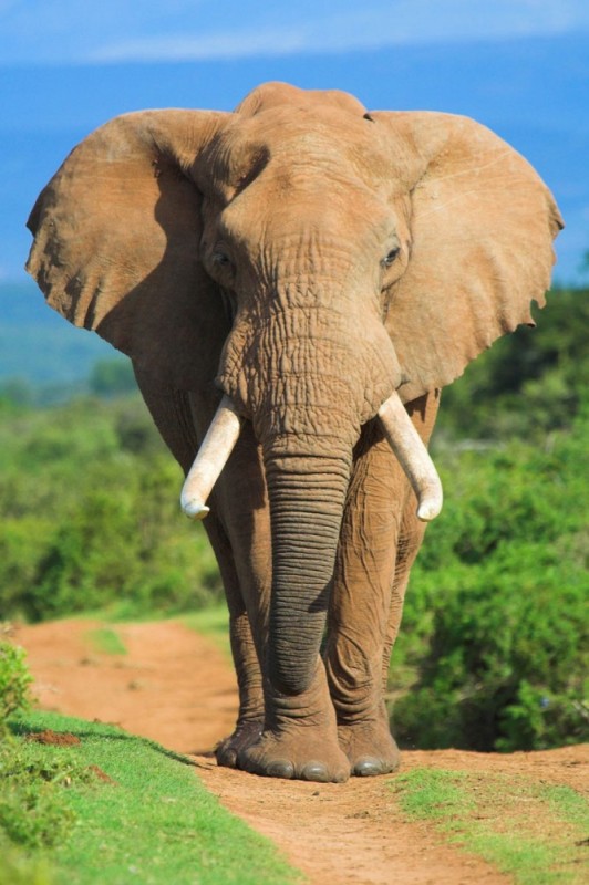 Create meme: african elephant, bob and the elephant, elephant 